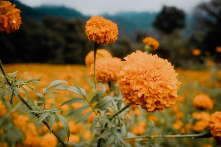 Pexels Carlosdetrip 14304115