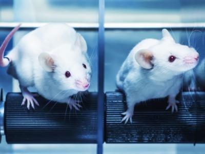 Un trasplante de células madre devuelve la vista a ratones ciegos