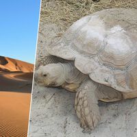 Para conter a desertificação do Sahel, na África, cientistas tentaram uma nova estratégia: soltar 500 tartarugas 