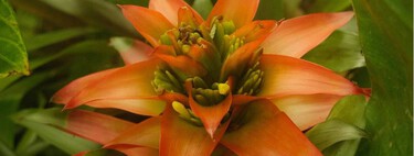 Esto es lo que tienes que hacer ya si quieres tener estas fiestas un cactus de Navidad plagado de flores