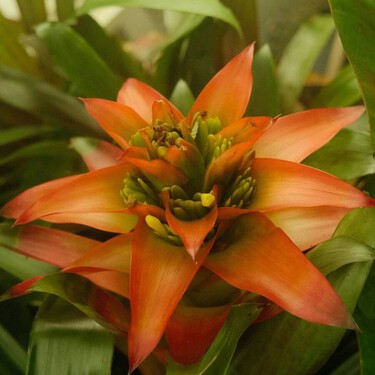 Esto es lo que tienes que hacer ya si quieres tener estas fiestas un cactus de Navidad plagado de flores