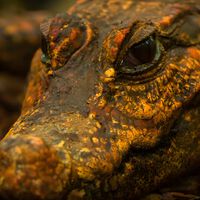 Eles rastejaram para dentro de uma caverna, comeram morcegos e começaram a sofrer mutações, dando origem a uma nova espécie: crocodilos anões laranja 