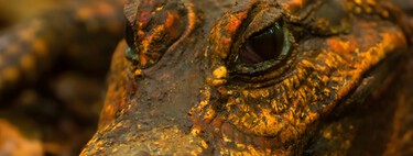 Eles rastejaram para dentro de uma caverna, comeram morcegos e começaram a sofrer mutações, dando origem a uma nova espécie: crocodilos anões laranja 