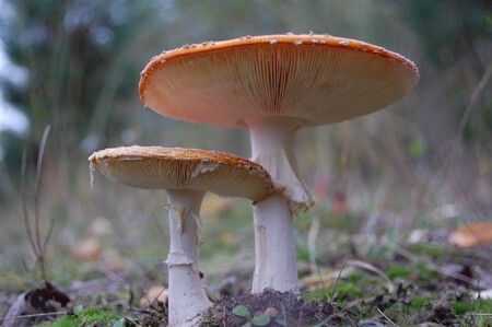 Pexels Klaas Wauben 1413183222 34515823