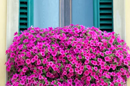 Las mejores soluciones para llenar el alfeizar de tu ventana de plantas y flores (y muchos son sin taladros)