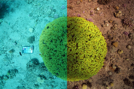 'See-thru': una inteligencia artificial desarrollada para obtener un color perfecto en fotografía subacuática