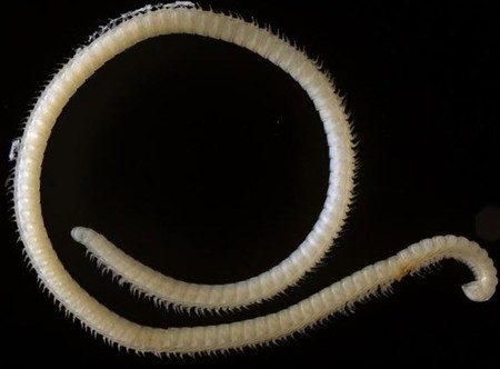 Esta nueva especie descubierta tiene 4 penes (y más de 400 patas)