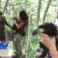 En Castilla y León ha nacido una cría de un águila extinta en el siglo XIX. Lo que no está claro es que sean buenas noticias