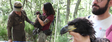 In Castilla y León, a baby of an eagle that became extinct in the 19th century has been born. What is not clear is that it is good news