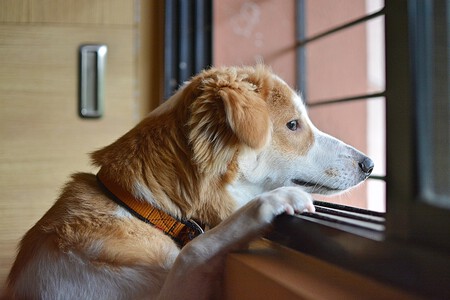 Perro mirando por la ventana