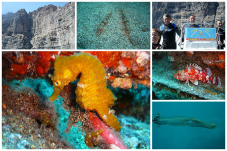 caballito-mar-tenerife-marina-gigantes