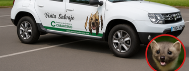 Resuelto el misterio de quién estaba cortando los cables ABS de los coches de Cabárceno. No era un saboteador, era una marta