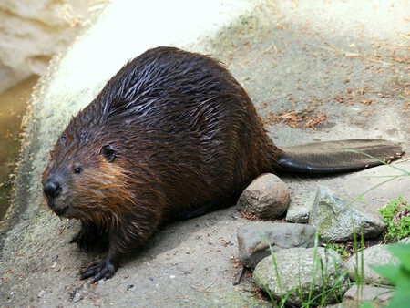 Castor2
