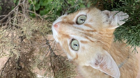 Gato naranja