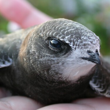 La crisis urbana que no vemos: los vencejos están desapareciendo y Escocia ha puesto una solución sobre la mesa 