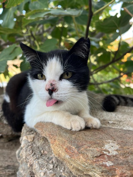 Gatos Cuidado Viajes Vivir Gratis Isla Grecia Voluntariado