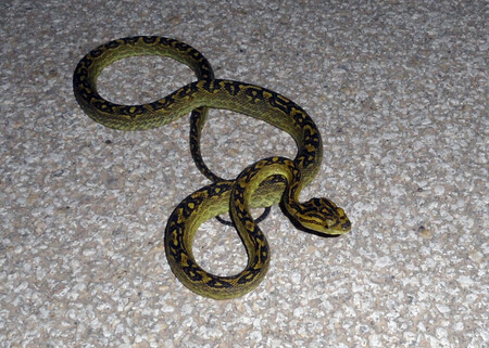 A specimen of trimeresurus flavoviridis