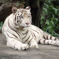 Nacen en Veracruz Tailong y Kai, los dos cachorros de tigres blancos concebidos por inseminación artificial