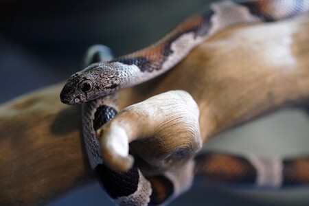 Especies Domesticas Exoticas Invasoras
