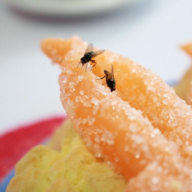 ¿Comida contaminada en minutos o segundos? Esto tarda una mosca en llenar tus alimentos de bacterias