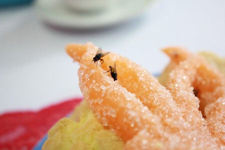 ¿Comida contaminada en minutos o segundos? Esto tarda una mosca en llenar tus alimentos de bacterias