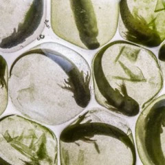 Foto 6 de 9 de la galería macro en Xataka Foto