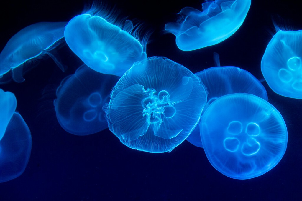 Explorar las profundidades del océano es un reto colosal. Alguien ha tenido una idea: convertir a las medusas en "cyborgs" 