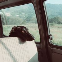 Multas de hasta 50.000 euros por dejar a tu mascota en el coche: las claves de la inminente Ley de Bienestar Animal