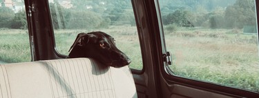 Multas de hasta 50.000 euros por dejar a tu mascota en el coche: las claves de la inminente Ley de Bienestar Animal