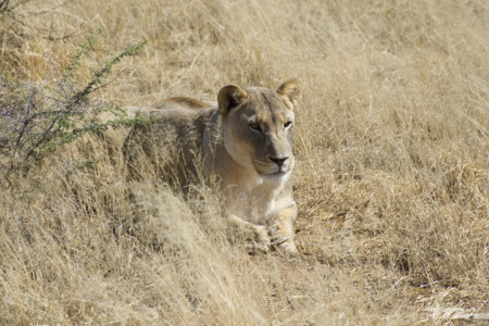 Descubriendo el interior de Namibia por carretera: 32 imágenes de una ruta inolvidable