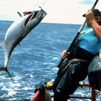 El pescado sostenible es malo para el medio ambiente 