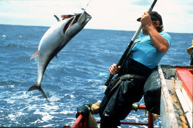 Csiro Scienceimage 2323 Tagging Bluefin Tuna