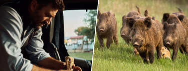 El bocadillo de un camionero habrá traído la peste porcina a España, pero lo que va a acabar con ella es cazar muchos jabalíes