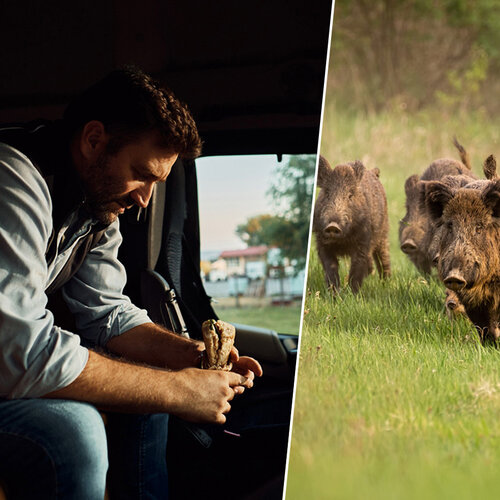 El bocadillo de un camionero habrá traído la peste porcina a España, pero lo que va a acabar con ella es cazar muchos jabalíes
