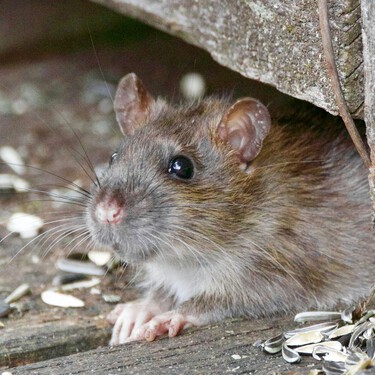 Los expertos en plagas coinciden: "La mejor forma de ahuyentar a las ratas en casa es cultivar estas plantas aromáticas" 