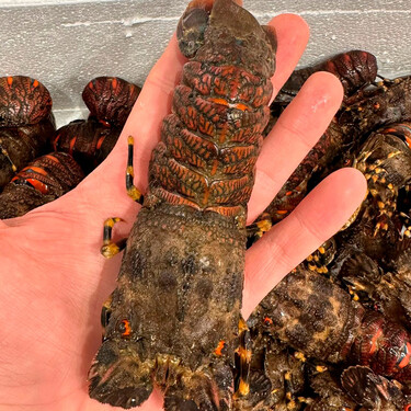 No es una langosta en miniatura, es uno de los mariscos más sabrosos y caros de Galicia, pero es difícil de encontrar 