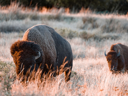 Bisontes Mexico