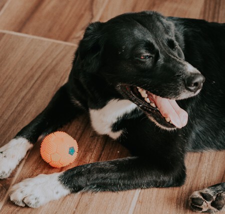 Pelota Confianza Perros Saben Leer