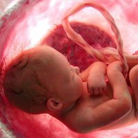 Crean una placenta artificial que logra que un feto animal sobreviva 12 días: una esperanza para los prematuros extremos