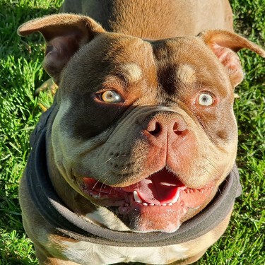Qué pasa si tengo un perro de raza peligrosa PPP con la nueva ley de bienestar animal 