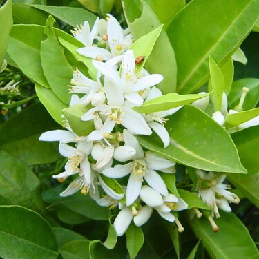 Qué es la flor de azahar y por qué están recomendando consumirla los expertos