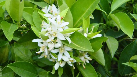 Qué es la flor de azahar y por qué están recomendando consumirla los expertos