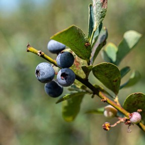 Cómo cultivar arándanos en casa para disfrutar de una buena cosecha: los trucos de profesional