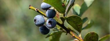 Cómo cultivar arándanos en casa para disfrutar de una buena cosecha: los trucos de profesional