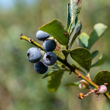 Cómo cultivar arándanos en casa para disfrutar de una buena cosecha: los trucos de profesional