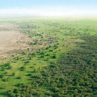 ¿Qué ha pasado con los 66.000 millones de árboles que China plantó para frenar al desierto? 50 años después, los científicos tienen la respuesta