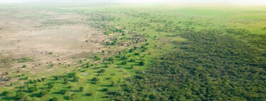 ¿Qué ha pasado con los 66.000 millones de árboles que China plantó para frenar al desierto? 50 años después, los científicos tienen la respuesta