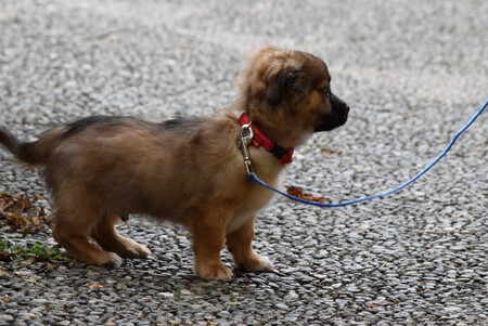 Cachorro Pasear Con Correa Trucos Fases1