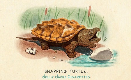 Fauna De Norteamerica 10