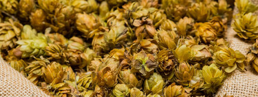 Una multinacional da la puntilla a la sociedad de agricultores del lúpulo en León, el 'oro verde' de la provincia 